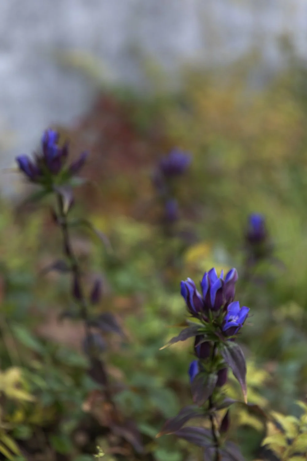 Elizabeth Schiavello Australian Architectural Photographer Melbourne