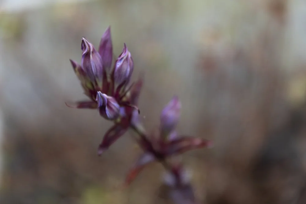 Elizabeth Schiavello Australian Architectural Photographer Melbourne