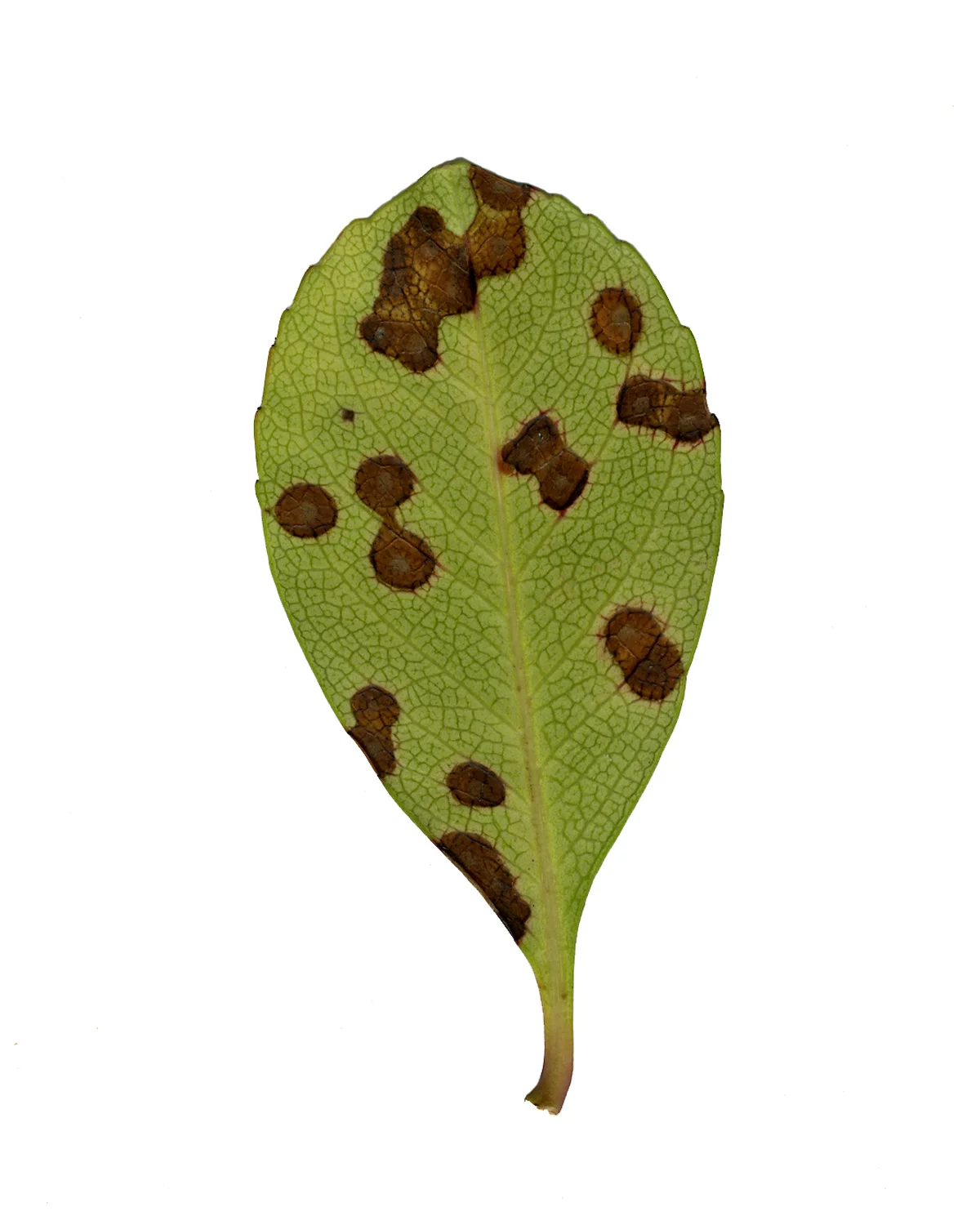 25leaf.jpg
