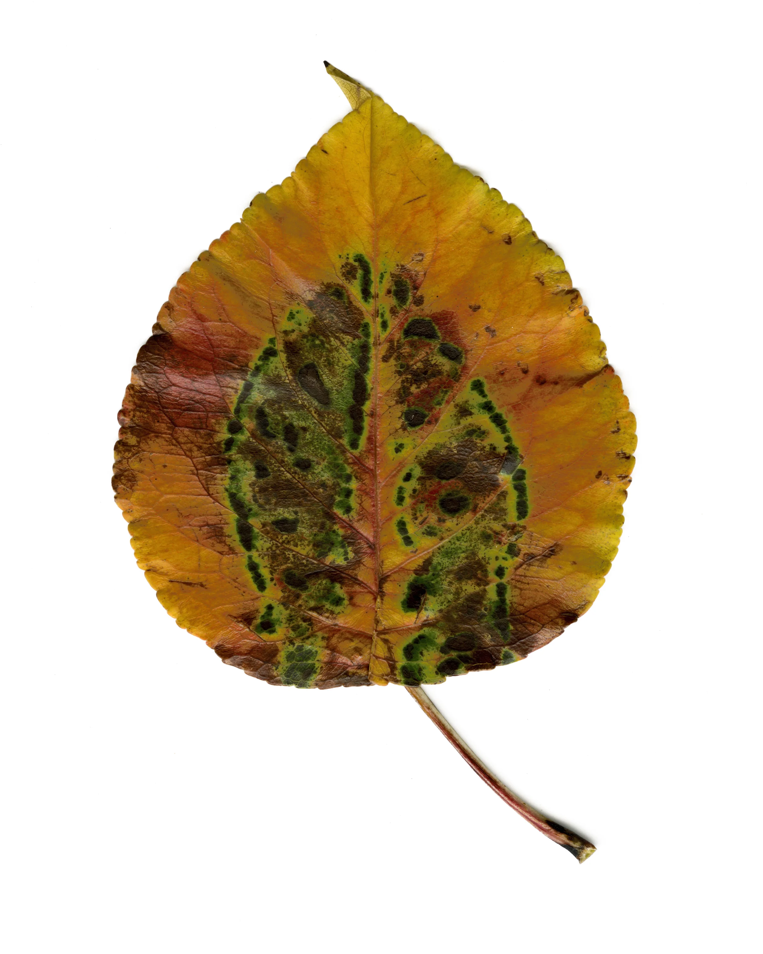 18. leaf 21 copy.jpg