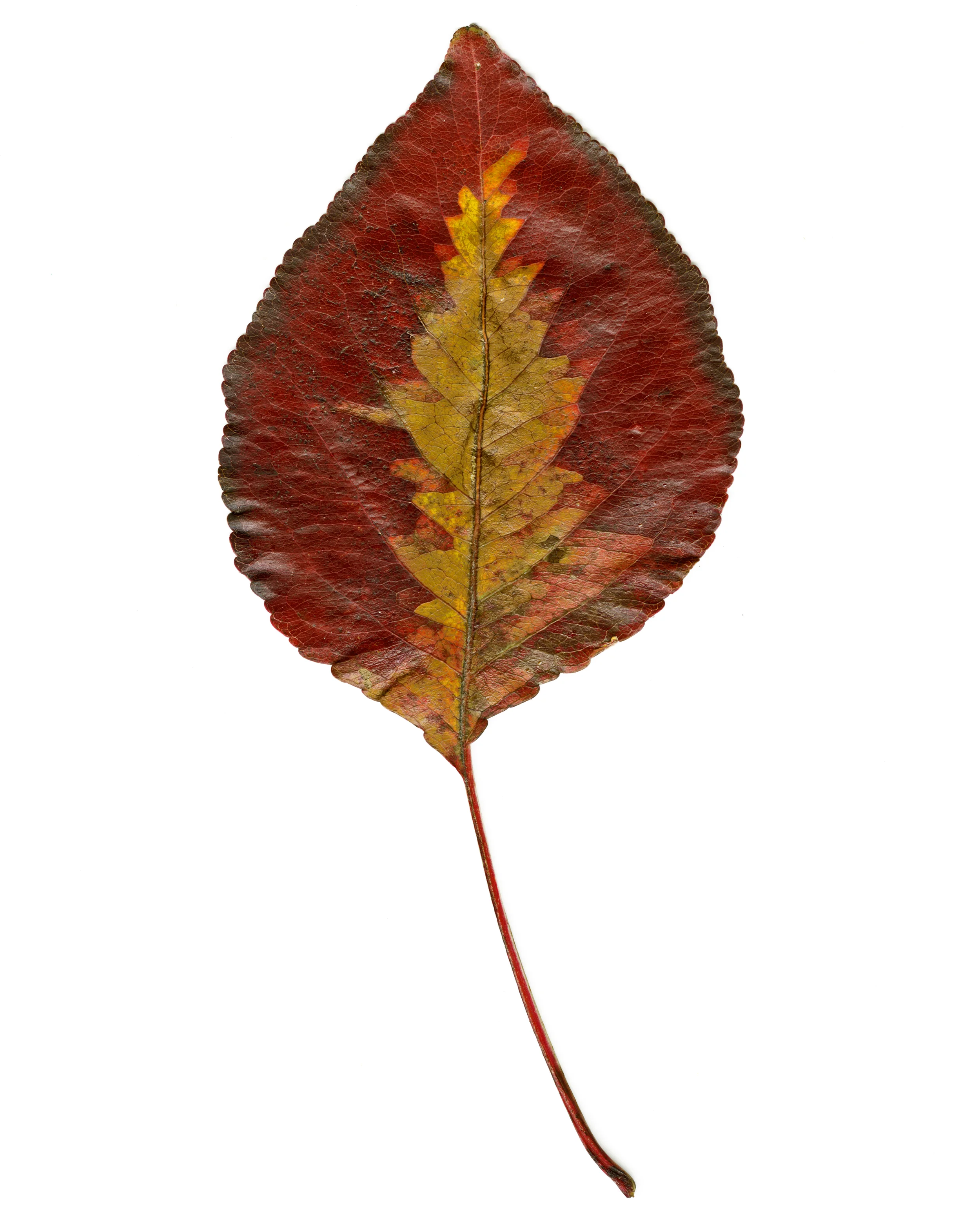 17. leaf 13 copy.jpg