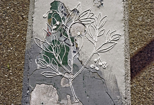 Alameda Manzanita