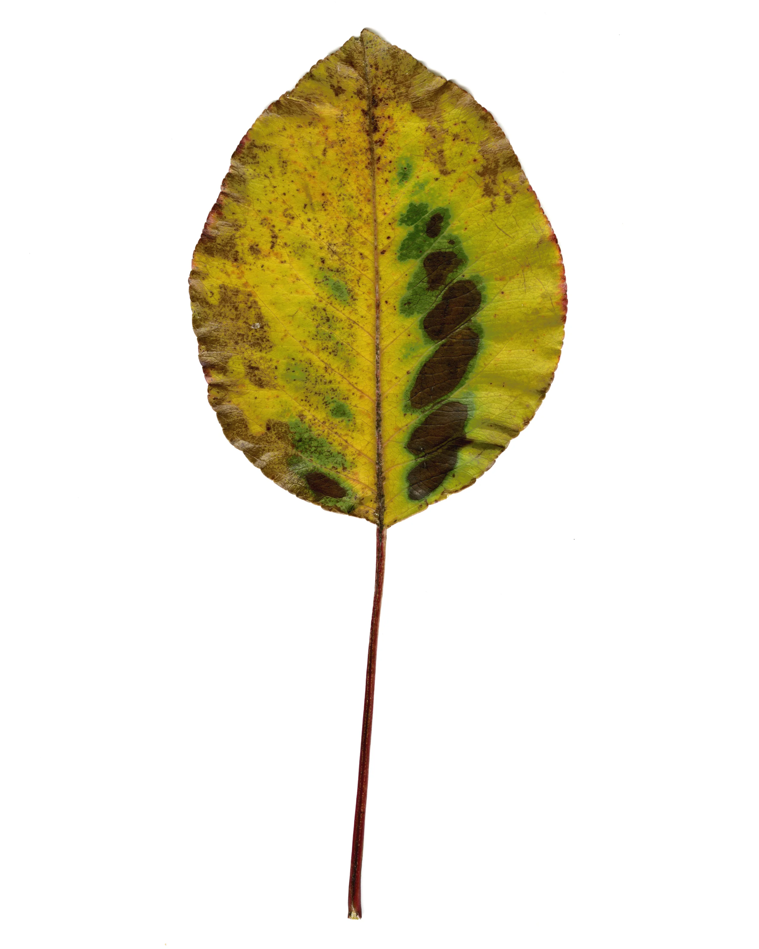 6. leaf 2 copy.jpg