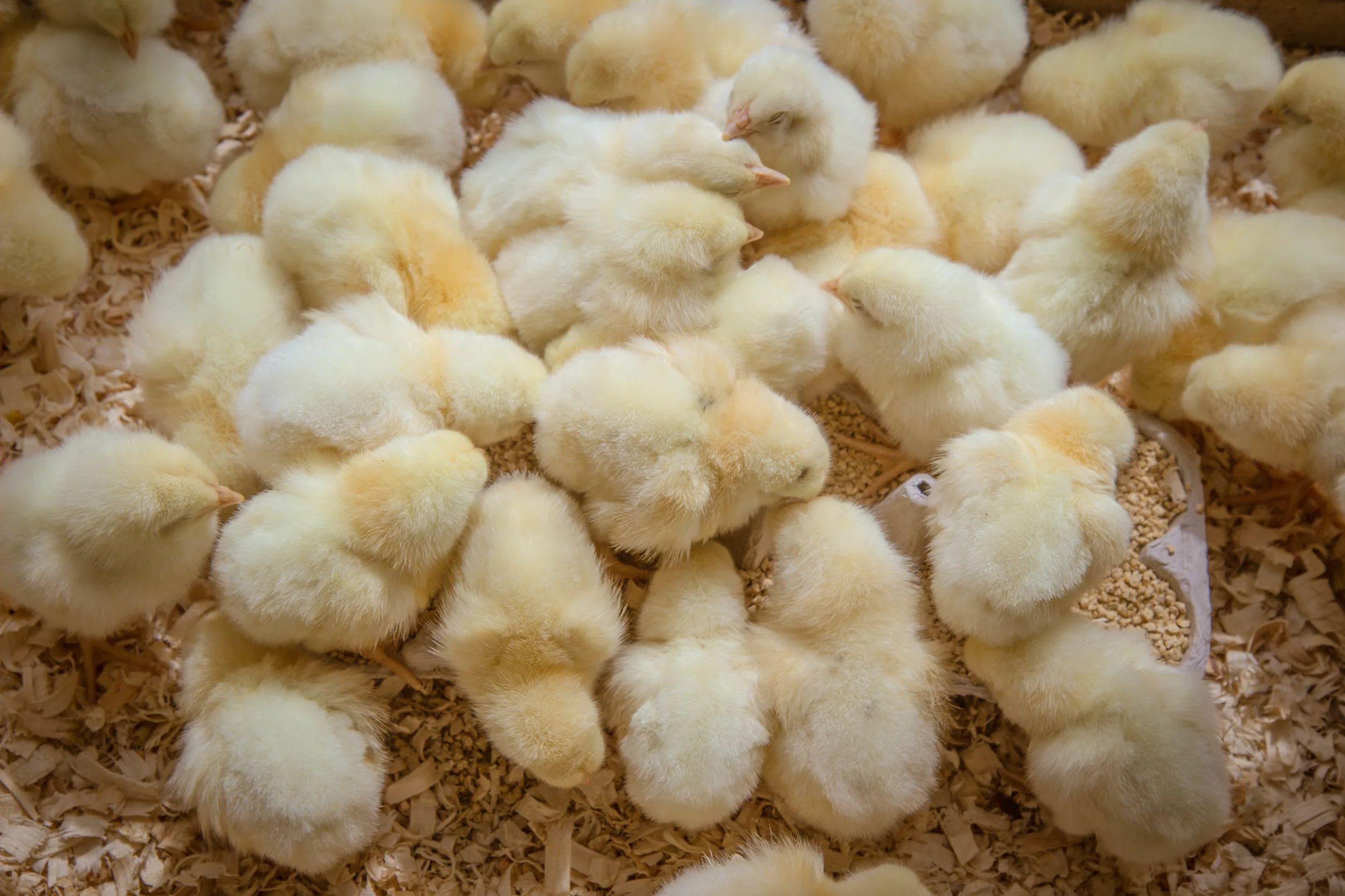 Double F Ranch Meat CSA My Share