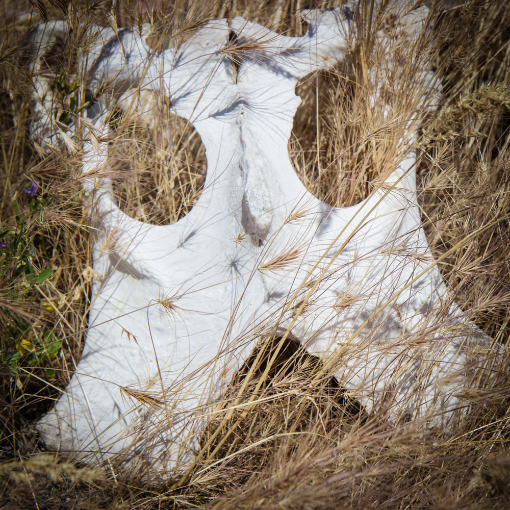 And a cattle pelvis playing peekaboo in the grass