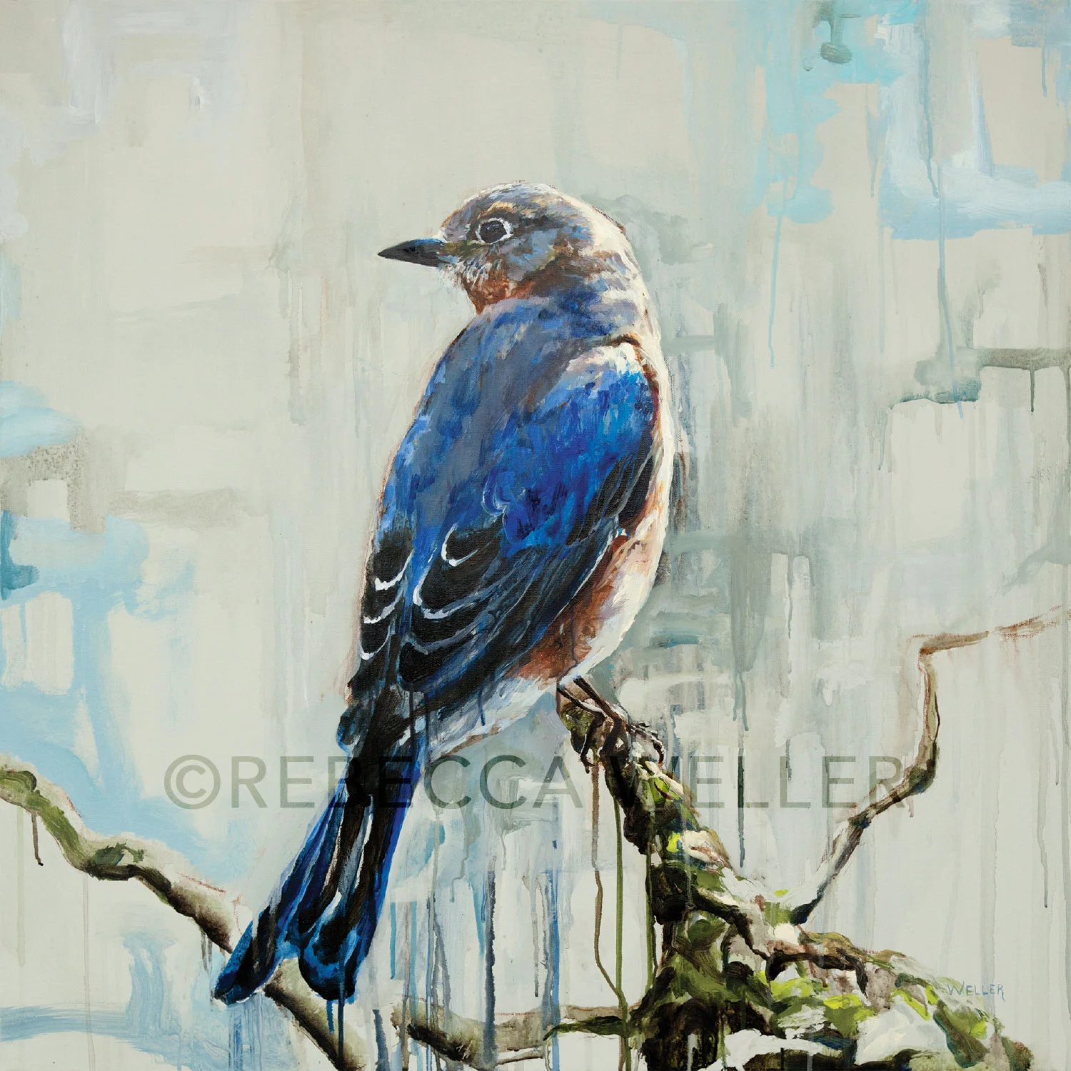 Bluebird