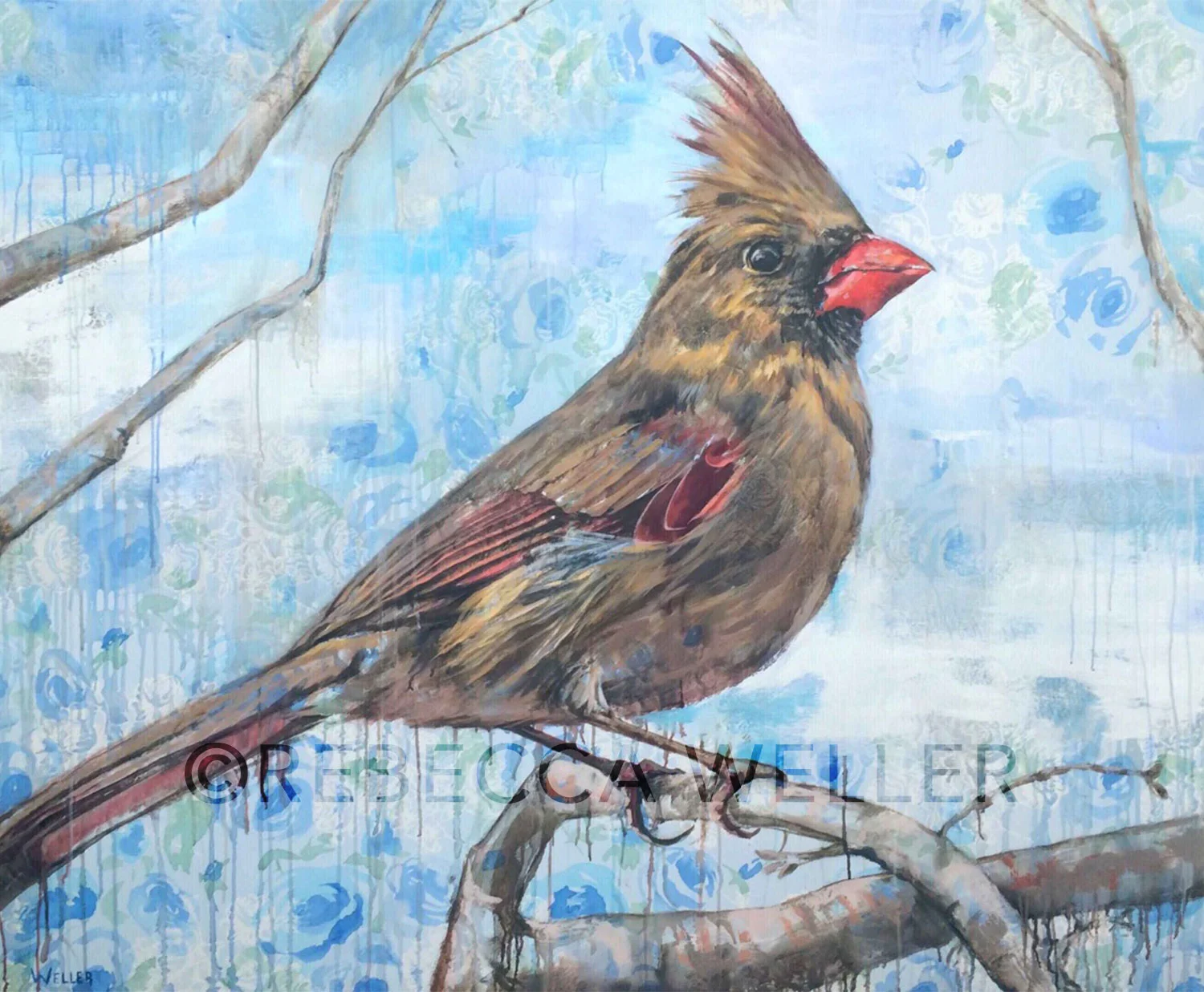 Female Cardinal