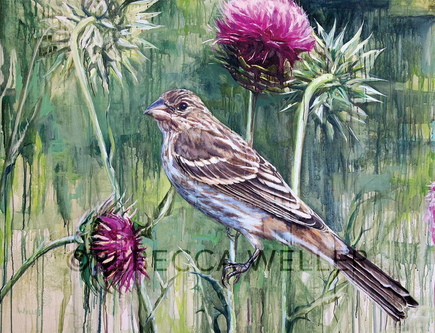 Female House Finch