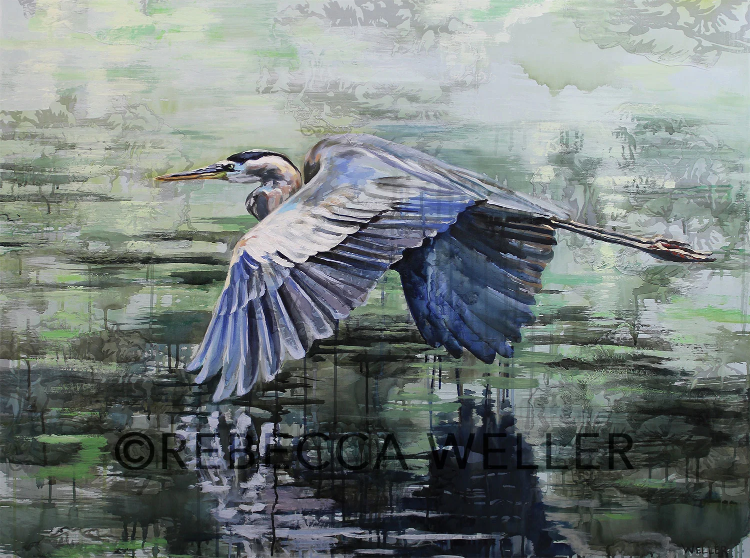 Flying Great Blue Heron