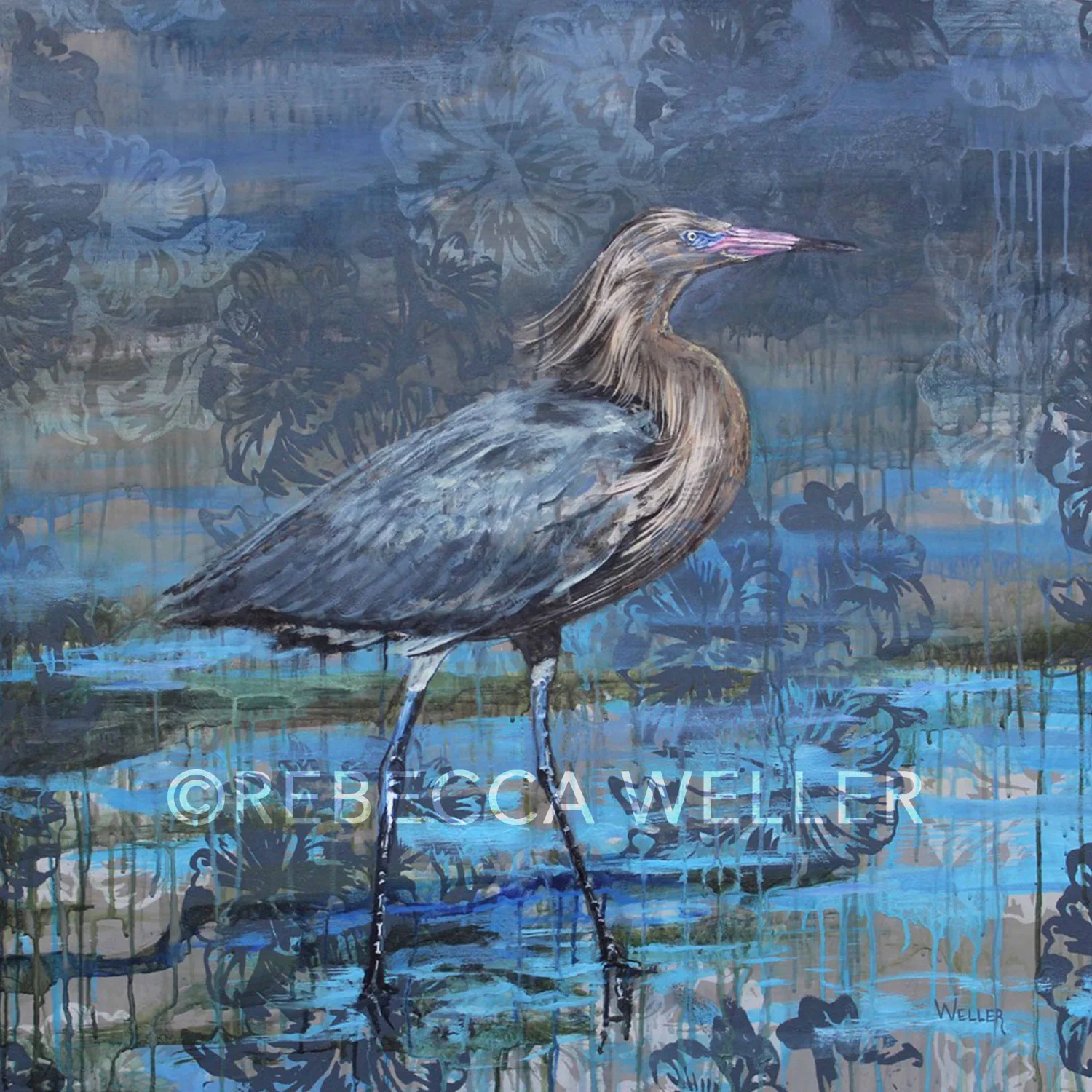 Reddish Egret
