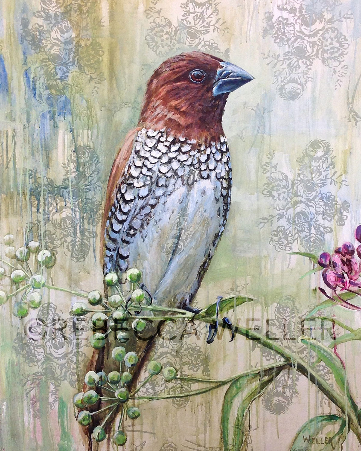 Spice Finch