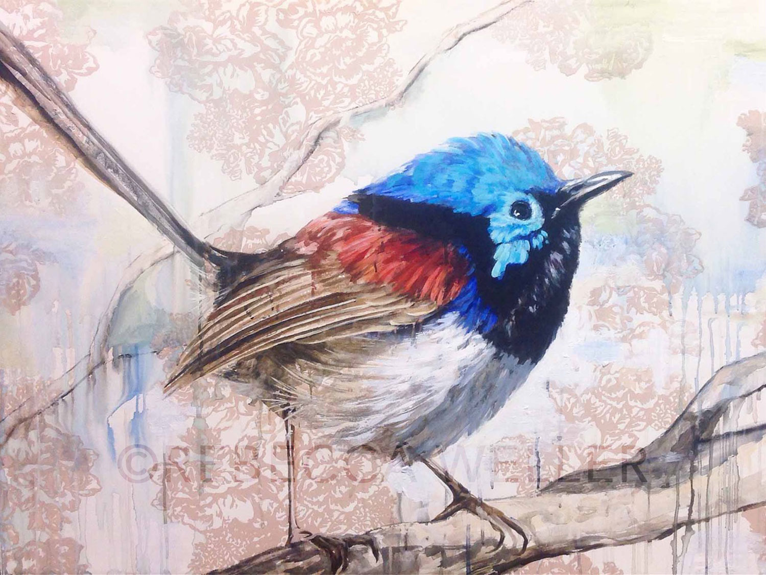 Variegated Fairy Wren