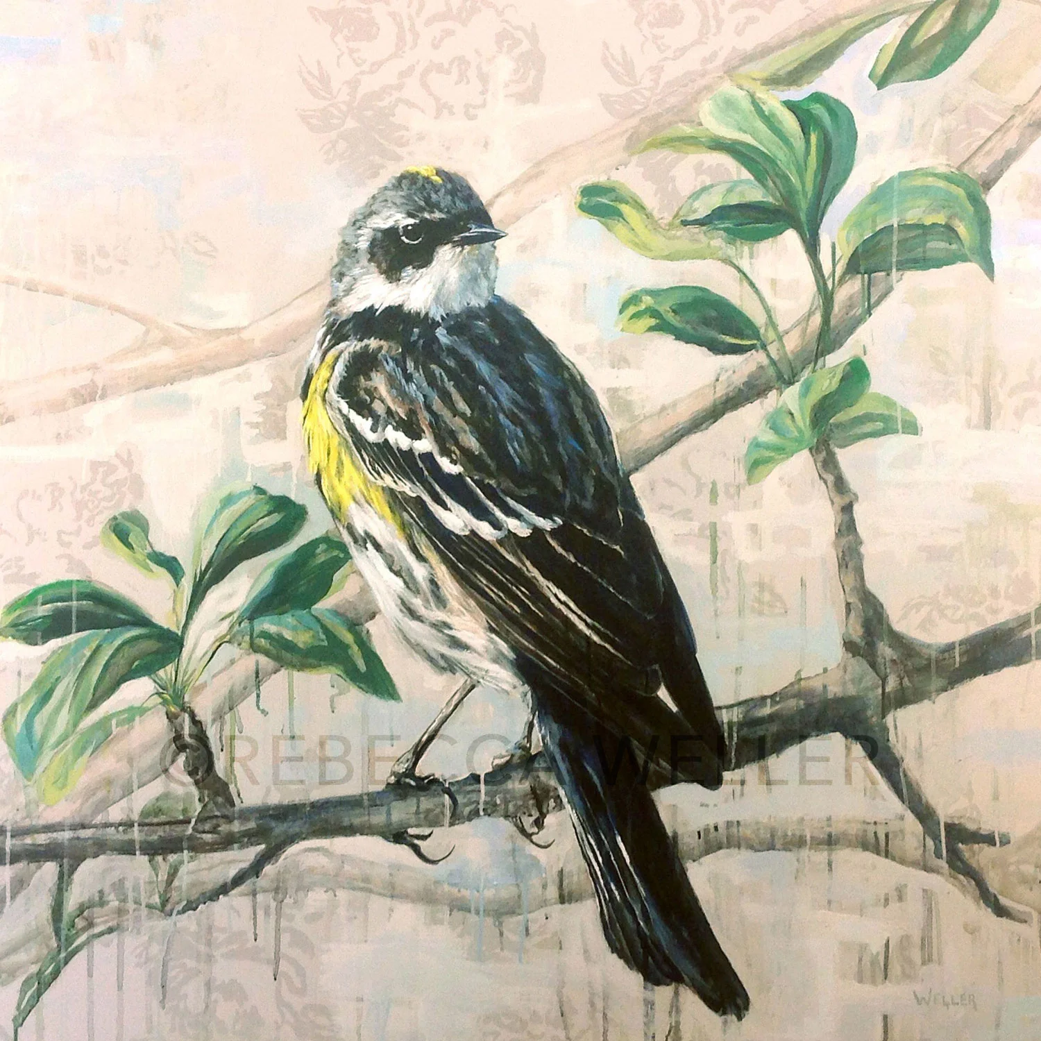 Yellow Rumped Warbler