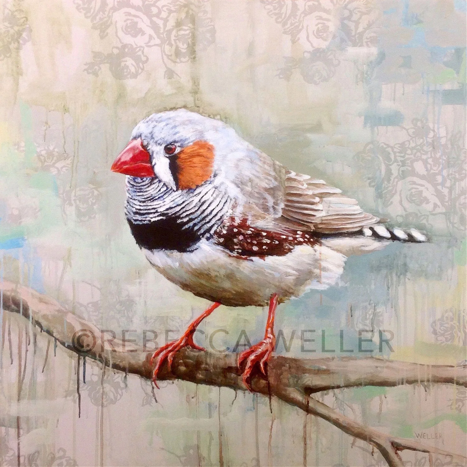 Zebra Finch