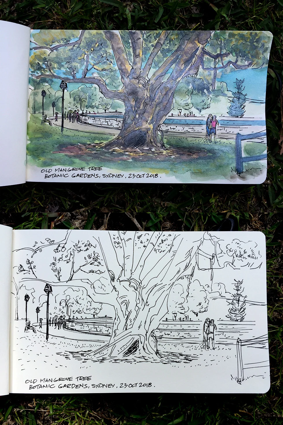 Under the Old Mangrove Tree at the Royal Botanic Gardens, Sydney.