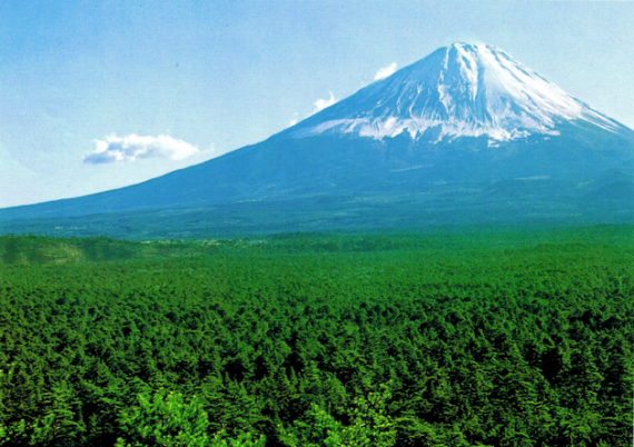 The Sea of Trees