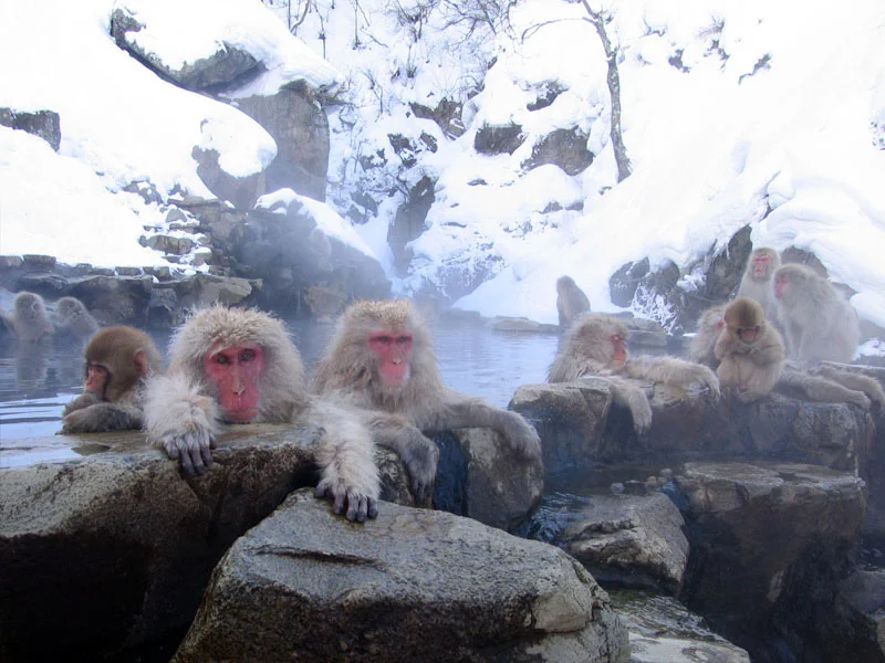 monkey hot springs.jpg