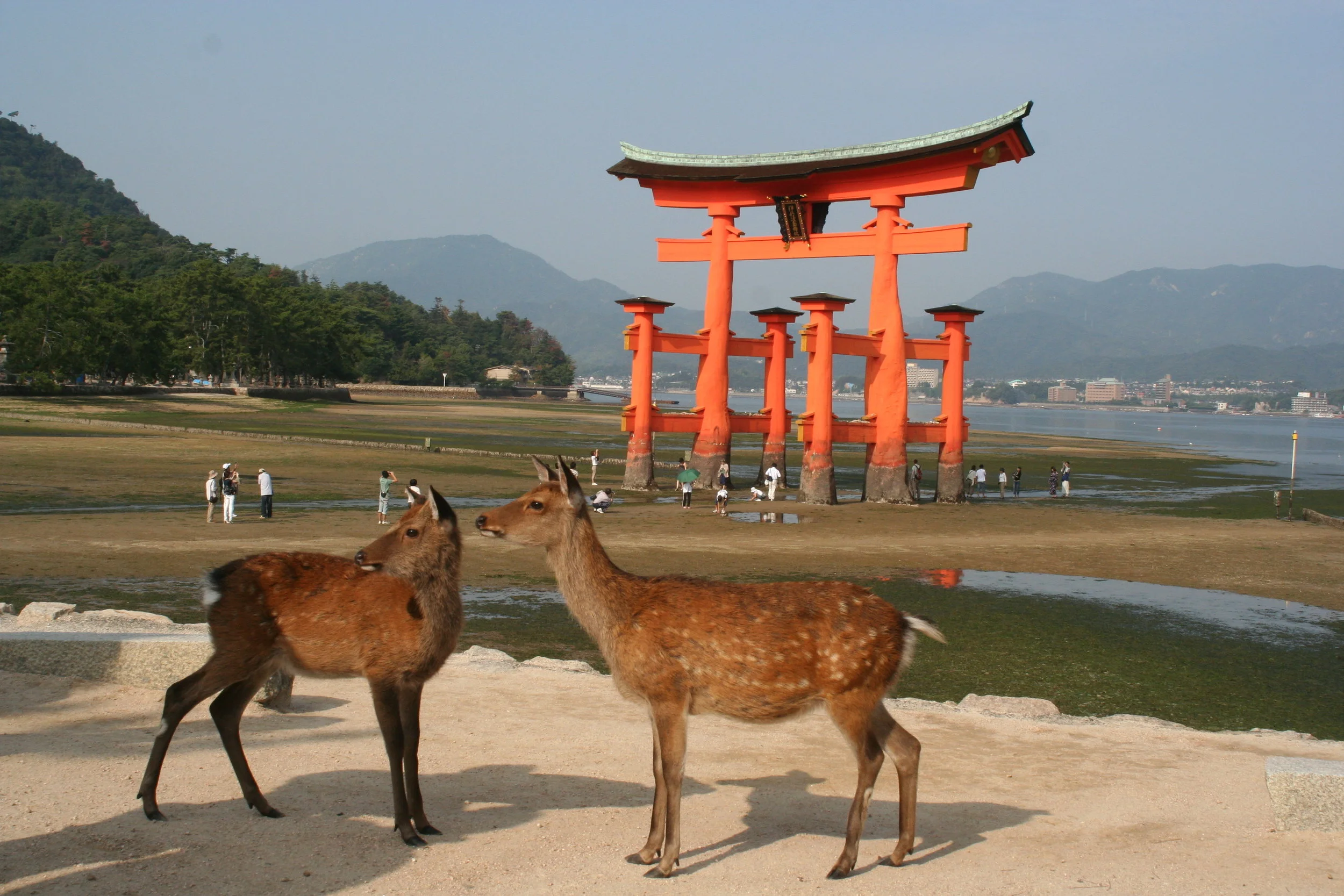Itsukushima_Torii_Deer_Sep08.jpg