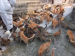 cat island.jpg