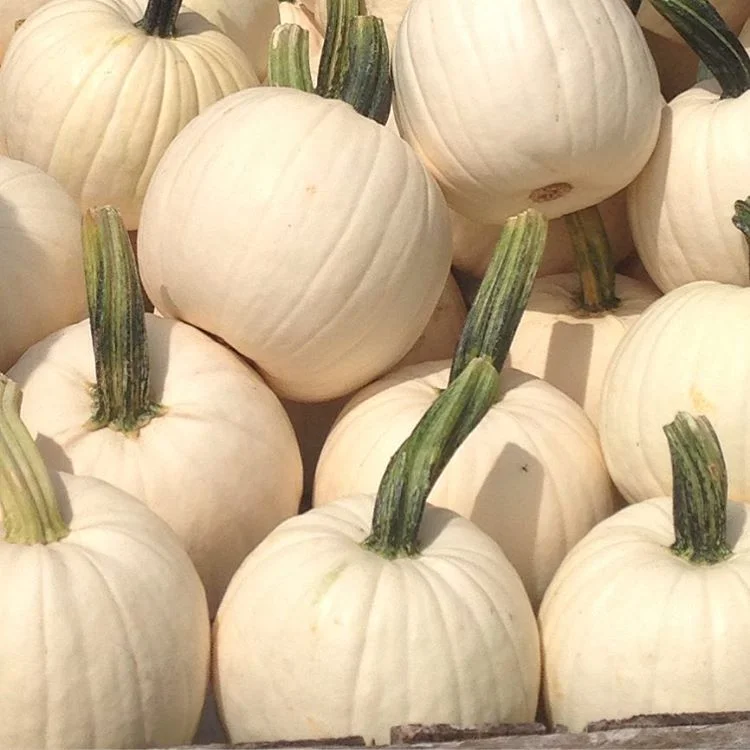 5 Pumpkin Patches to Visit Before Halloween 