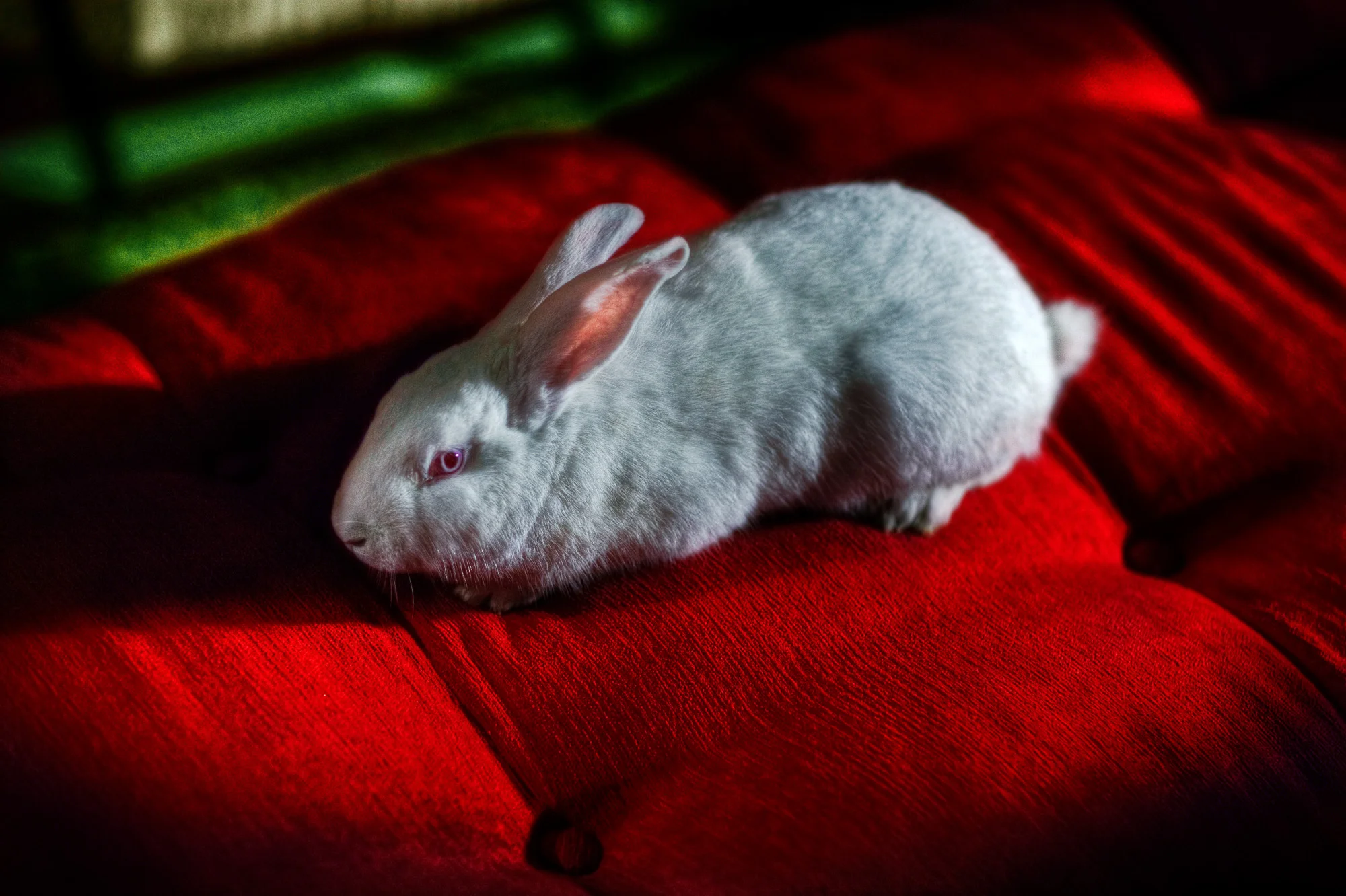 follow the rabbit .jpg