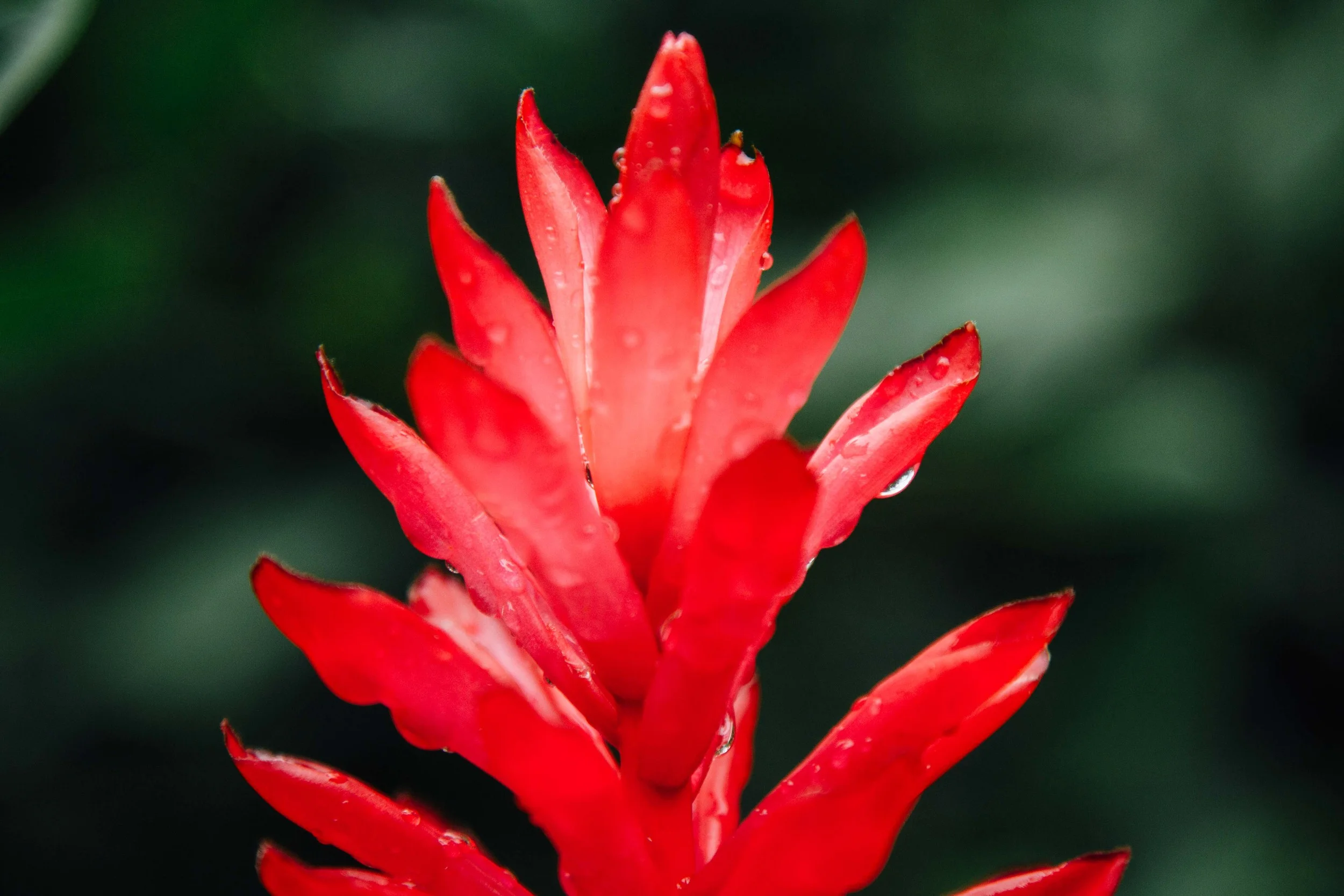 wildwood.flower-2.jpg