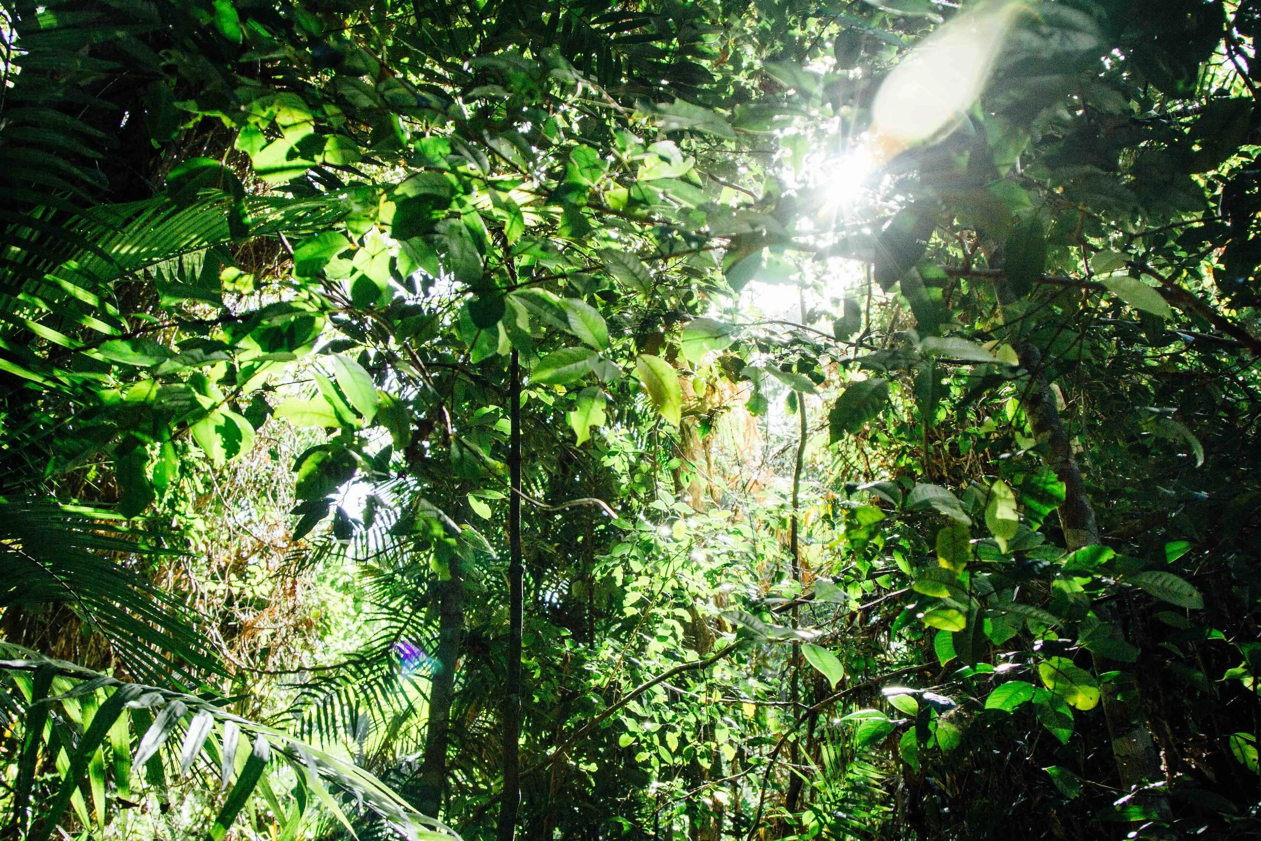 wildwood.walk.cape.tribulation.rainforest-1.jpg