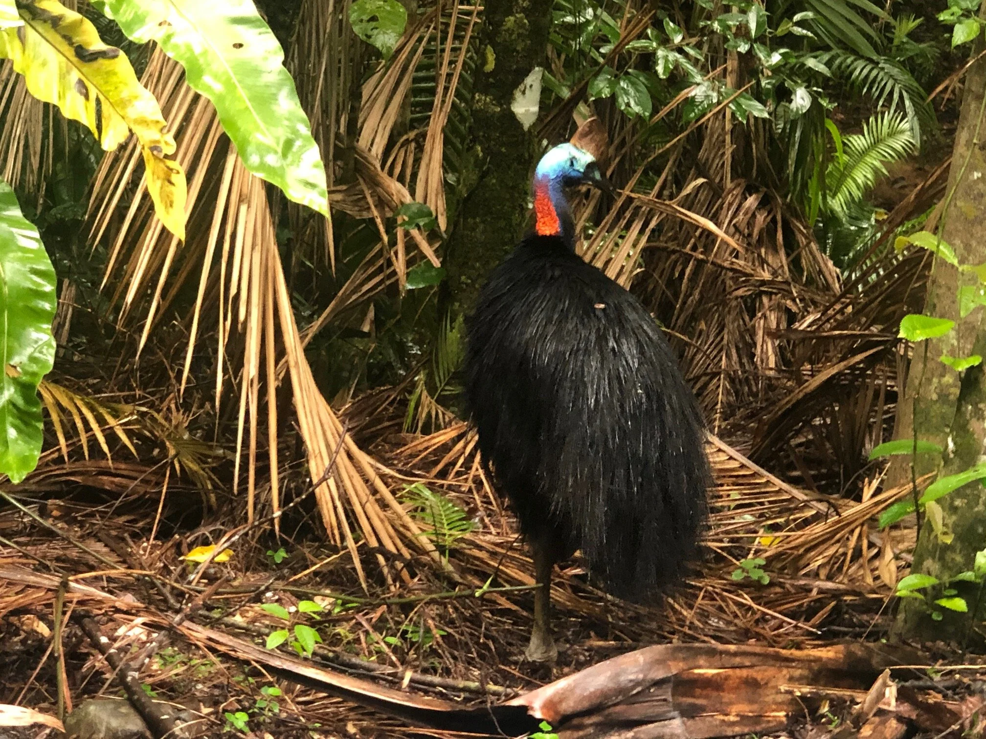 Meeting the rainforest's biggest star