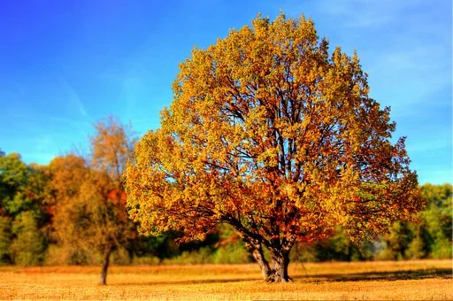 tree-99852__340.jpg