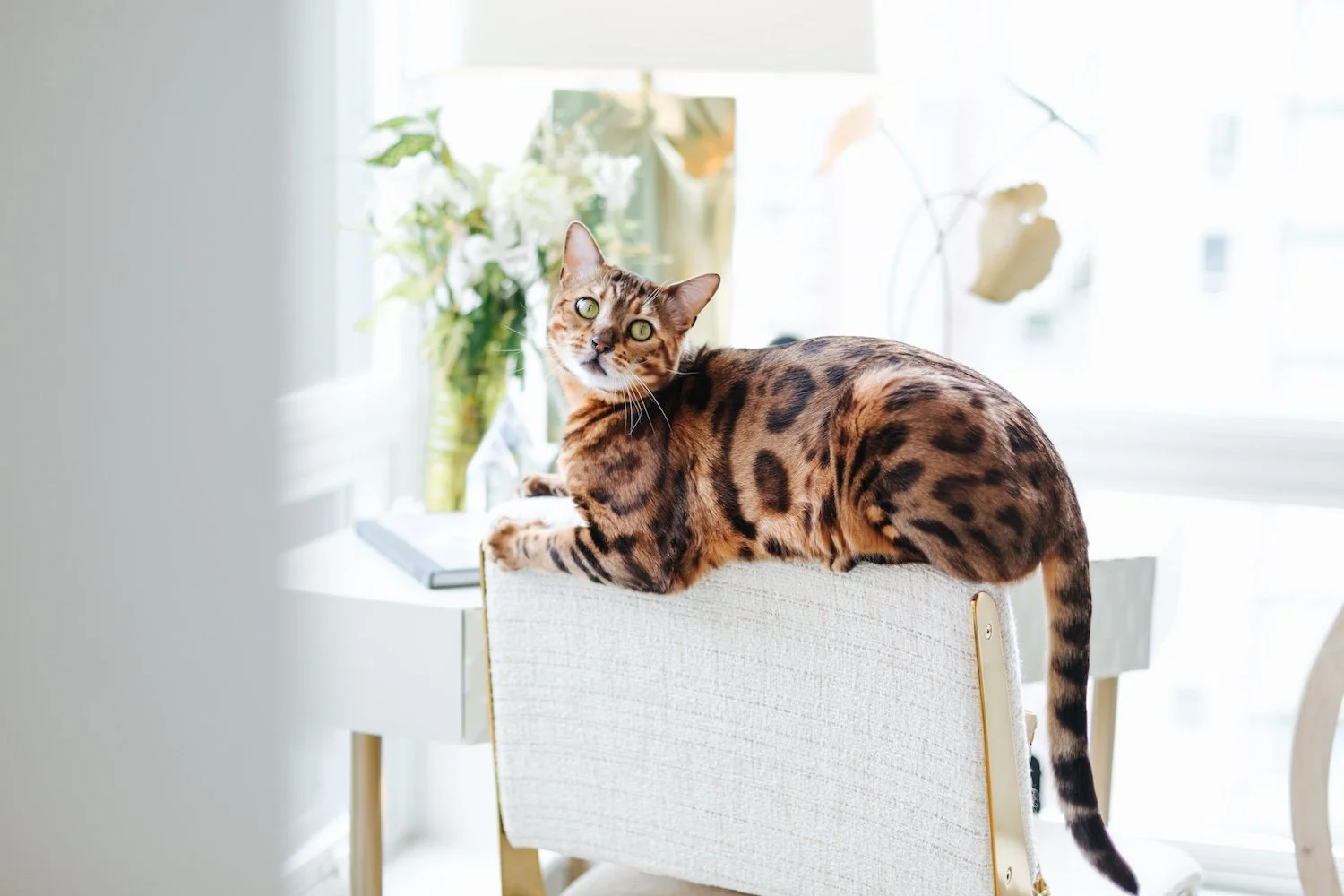 13-20190708-Moe'sHomeCollection-MyMoe'sAleemKassam_.jpg