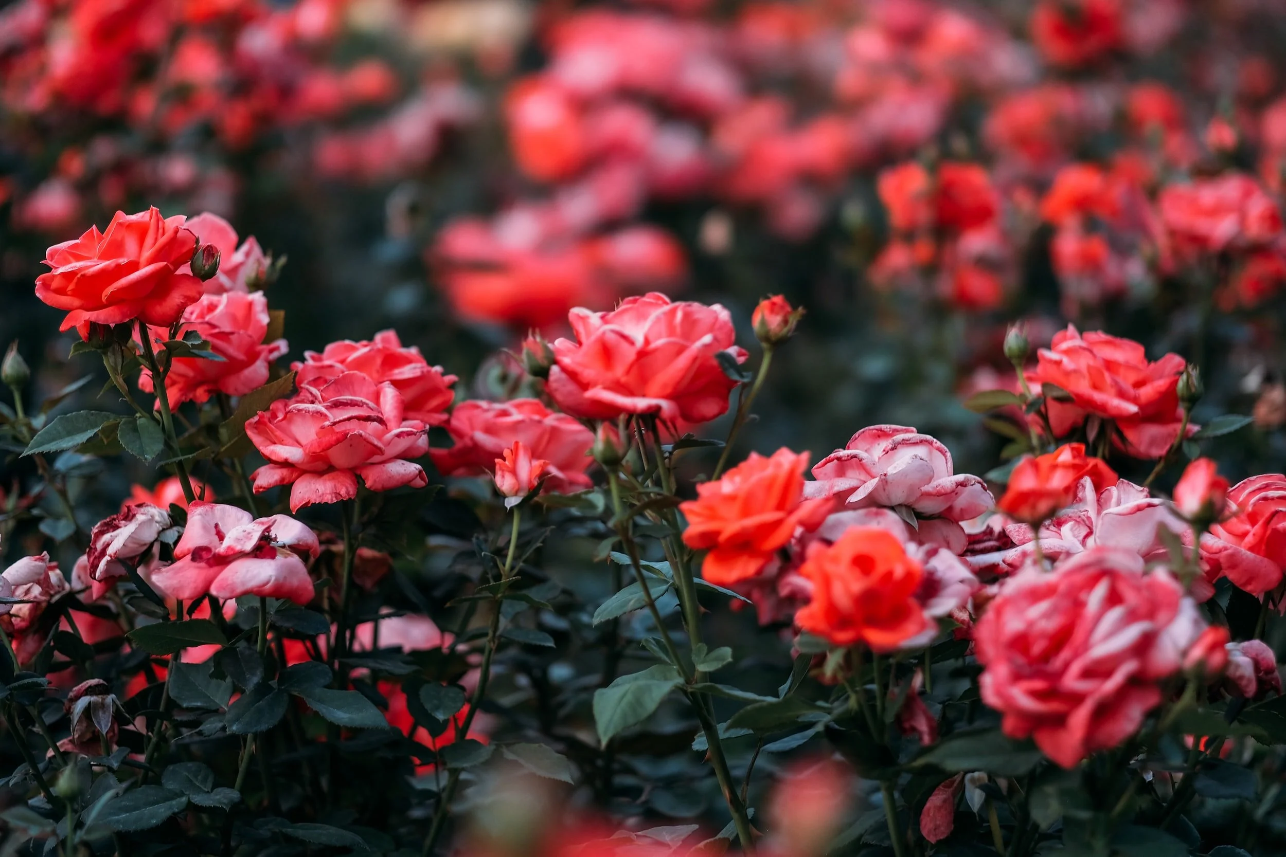 Rose Garden Fertilizing Project