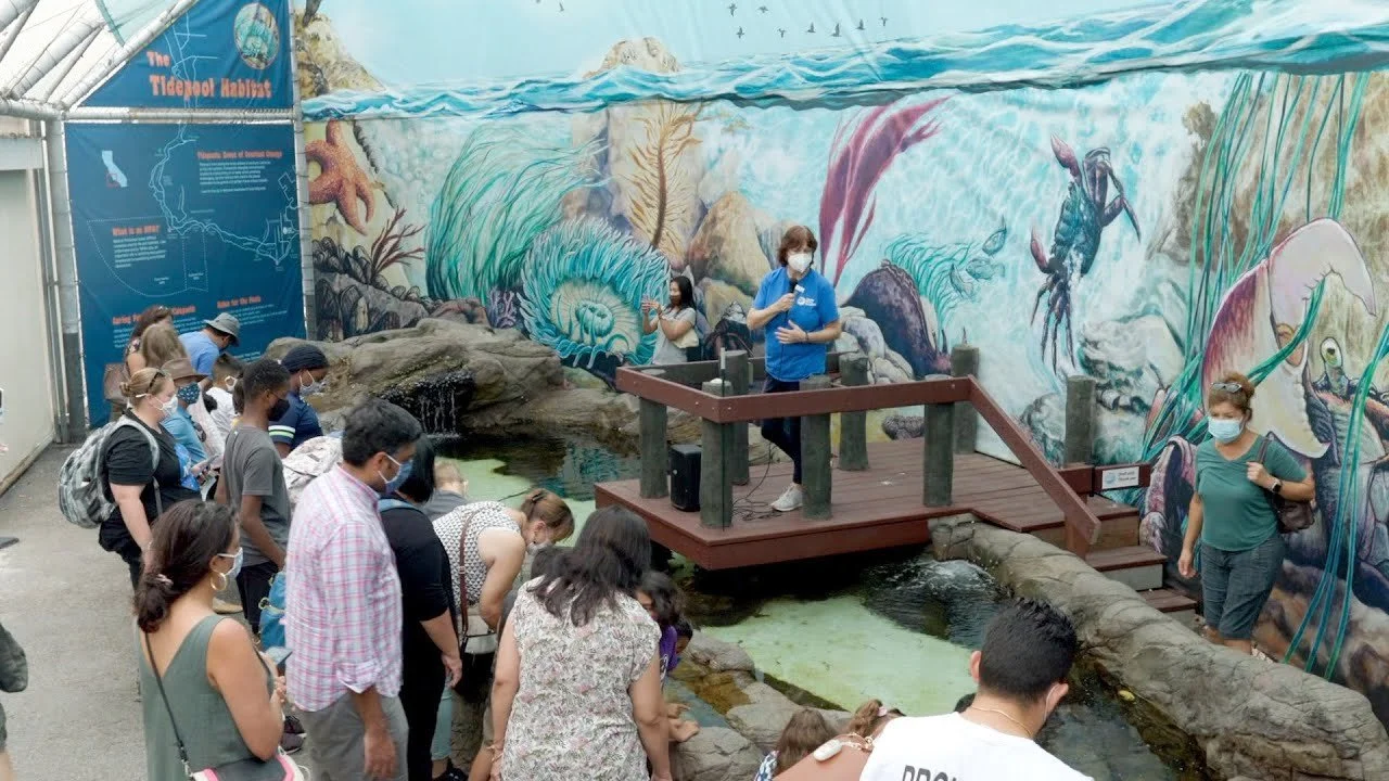 Cabrillo Marine Aquarium Whale Fiesta