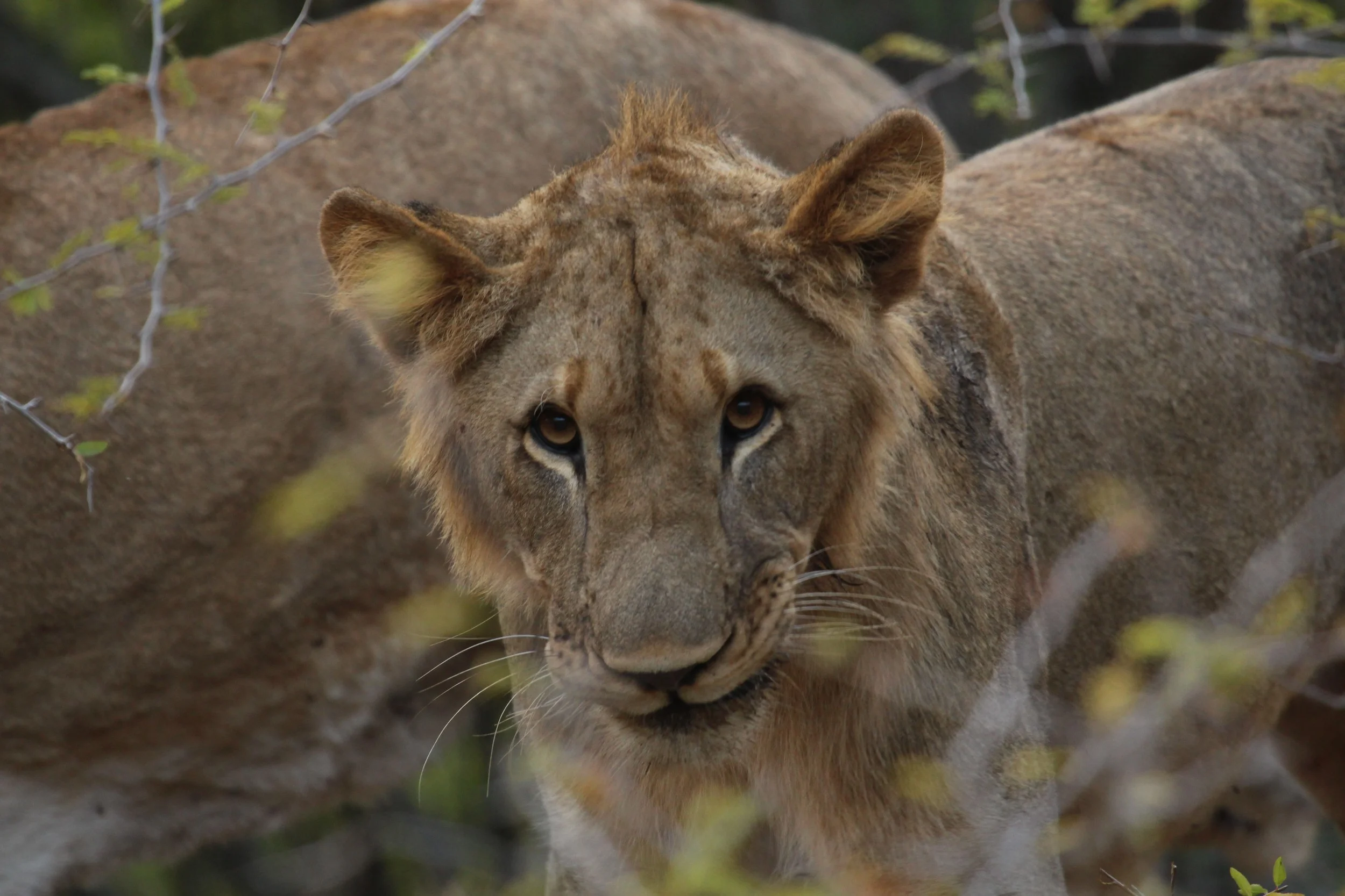 photogenic lion.jpg