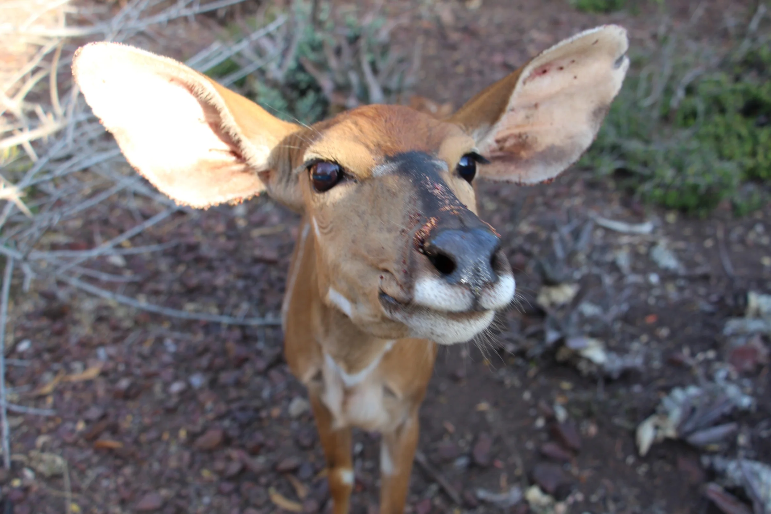 friendly nyala.jpg