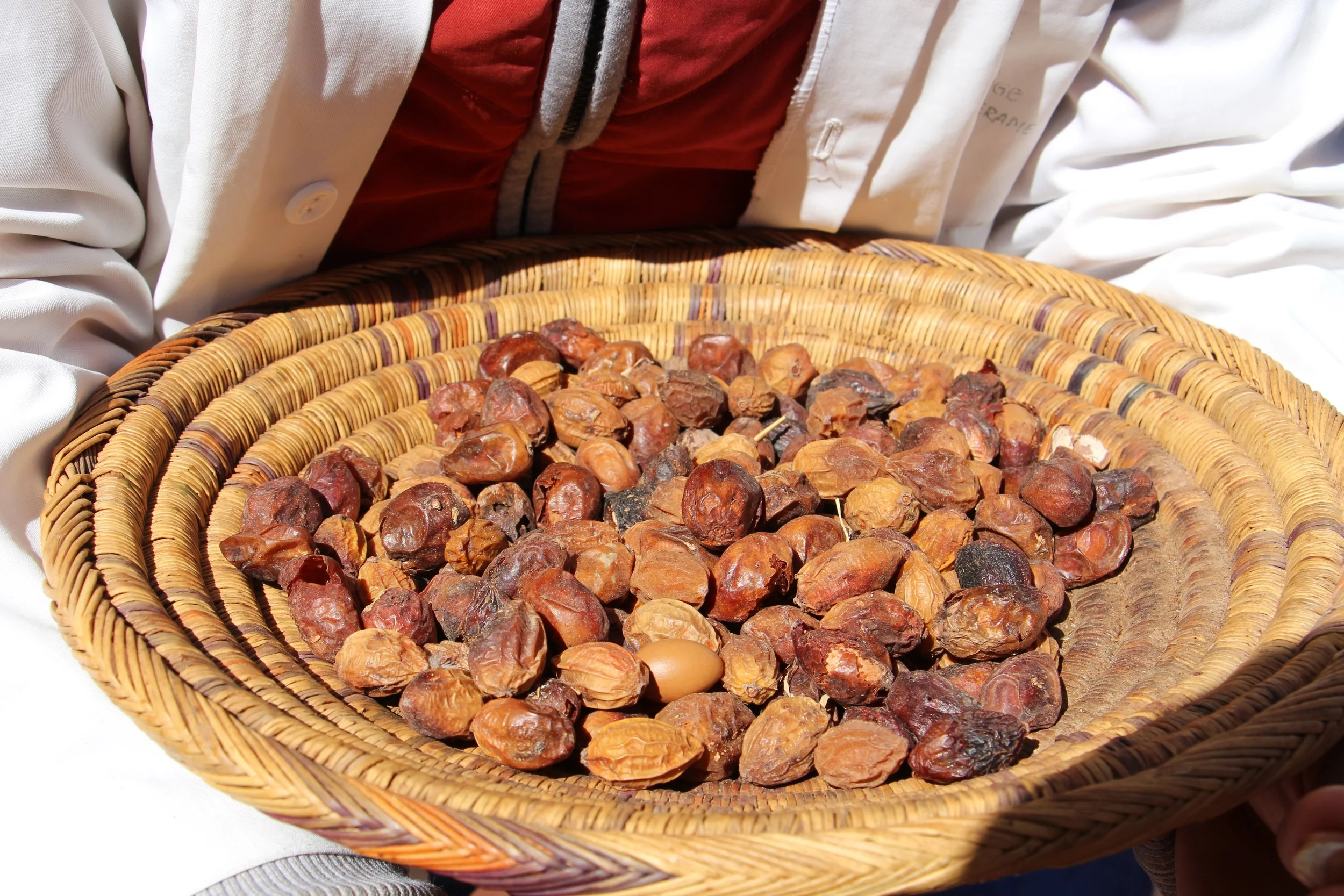 Argan kernels from which the oil is made. The Argan tree is endemic to Morocco and provides income for many of the women living in Ourika valley and the high Atlas Mountains. 