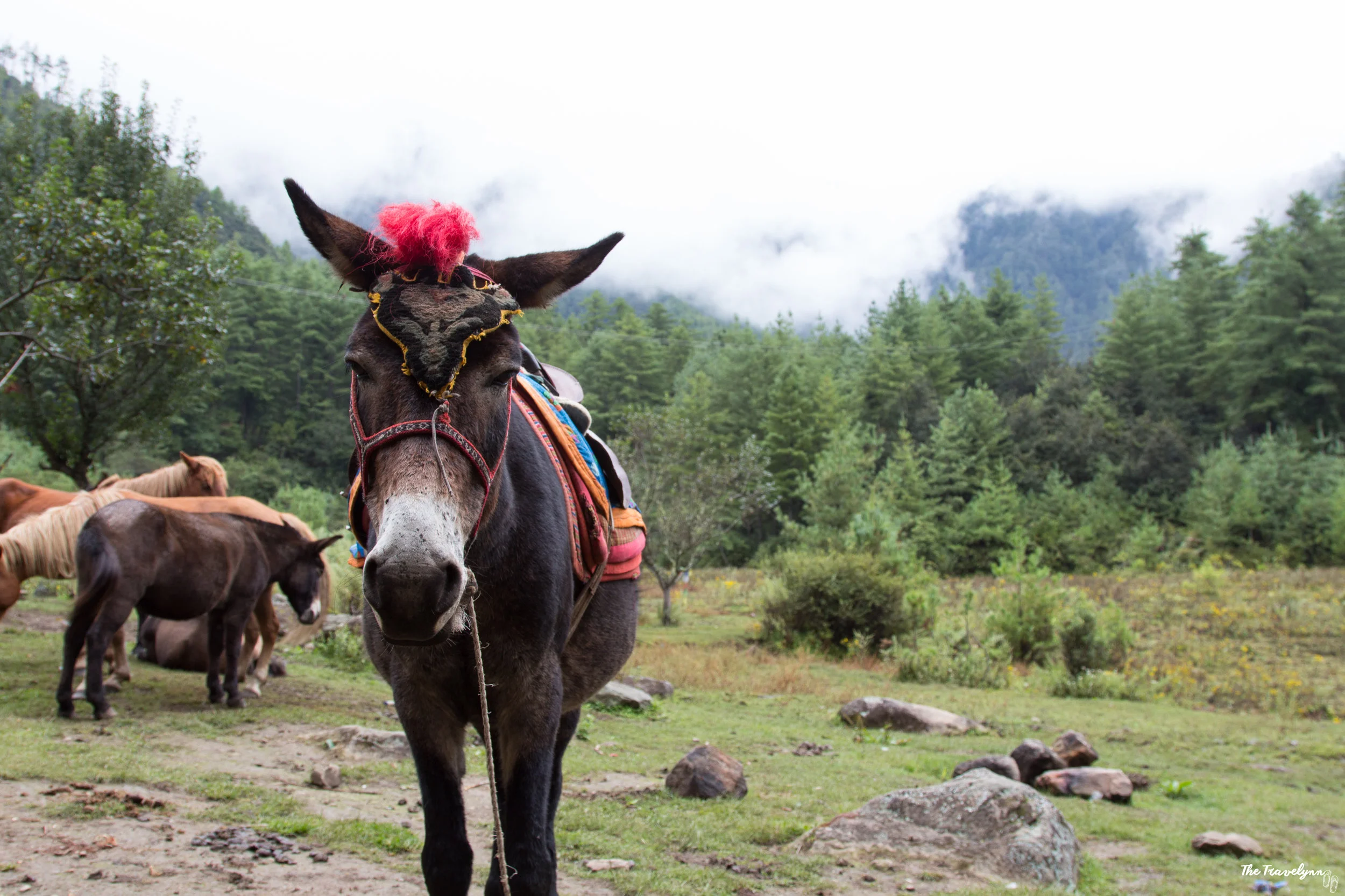 Bhutan-67.jpg