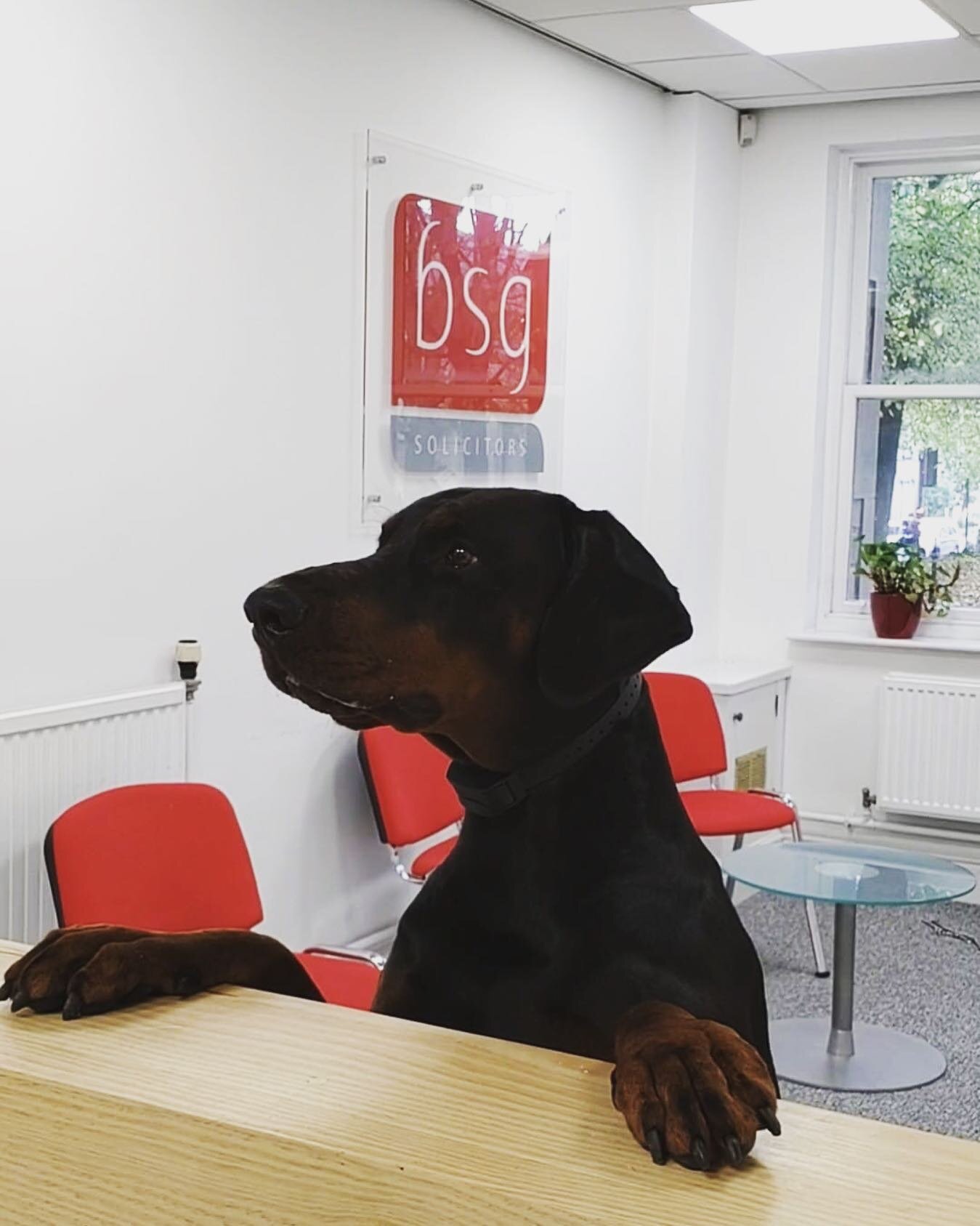 Friday&rsquo;s fabulous client&hellip;.Caesar! Isn&rsquo;t he gorgeous.