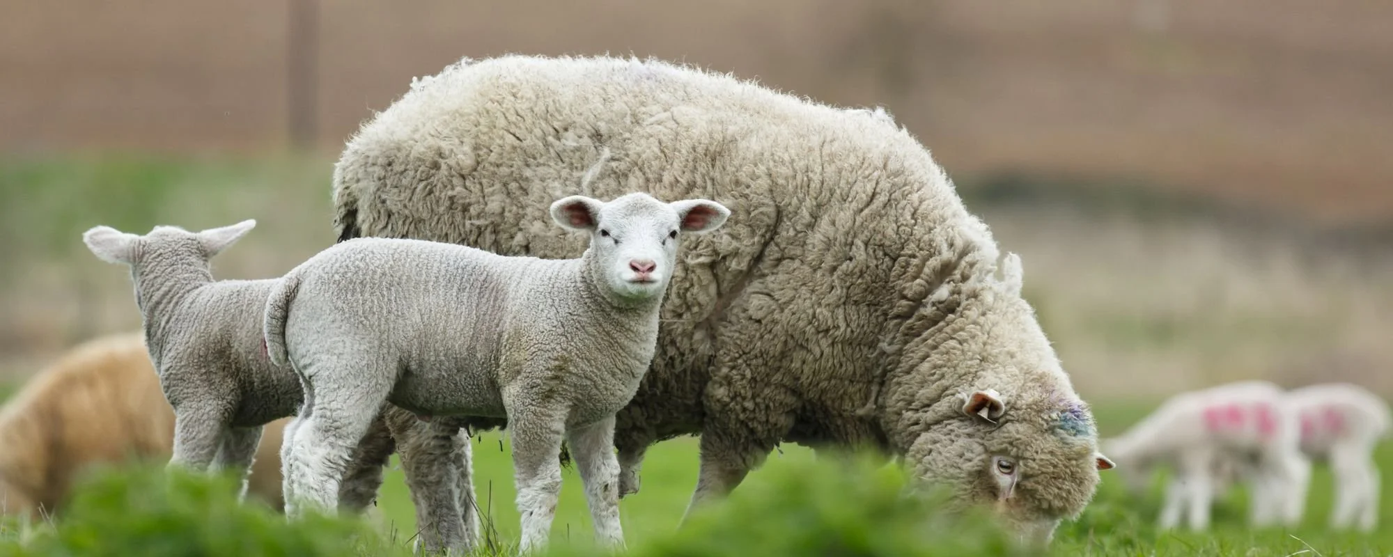 Farm Succession Planning: Why Farming Families Should Review Their Plans