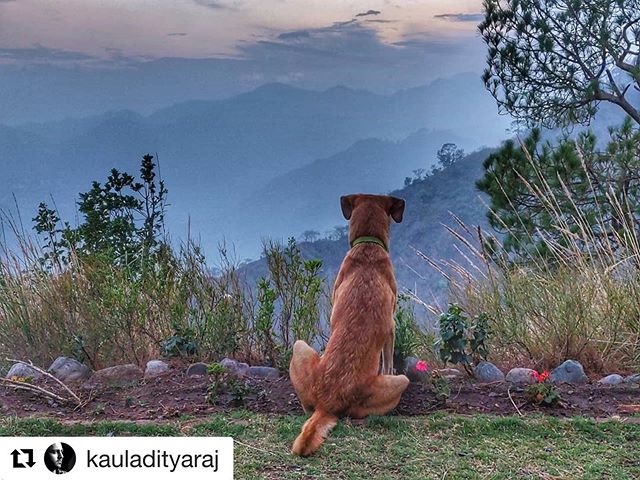 #Repost @kauladityaraj with @get_repost
・・・
Aalu enjoying the sunset at @naveens_glen in Sattal.