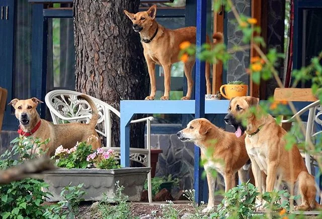 And it&rsquo;s a wrap! ❤️ Closing this season and heading back to delhi with three of our dogs so we don&rsquo;t multiply (again) the next time you visit. Thank you for an amazing season filled with love, laughter, chaos, new learnings, yummy food, m