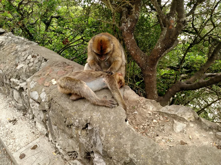 Gibraltar photograph 27