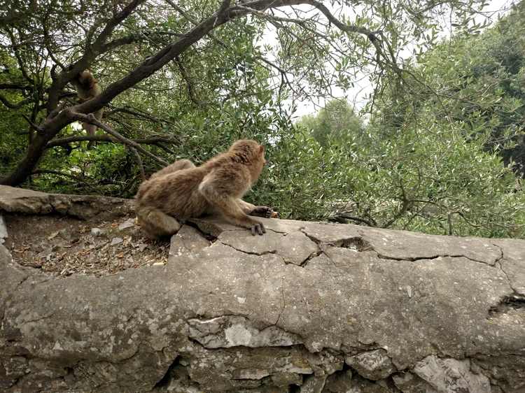 Gibraltar photograph 28