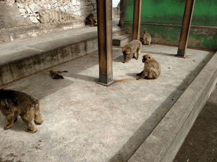 Gibraltar photograph 12
