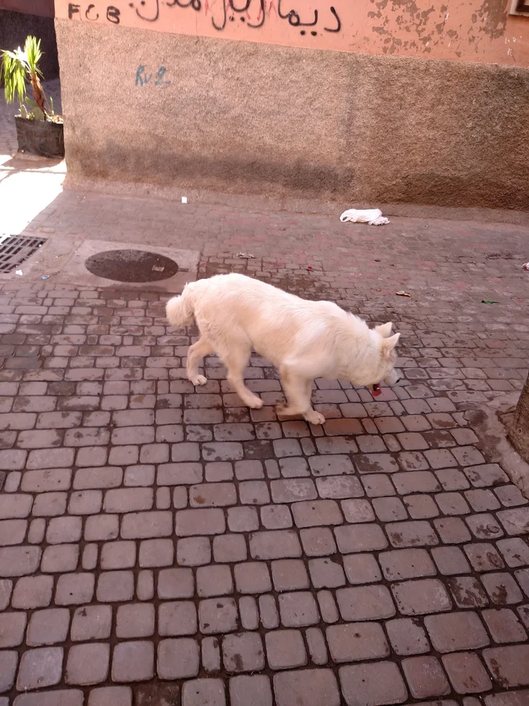 Marrakesh photograph 25