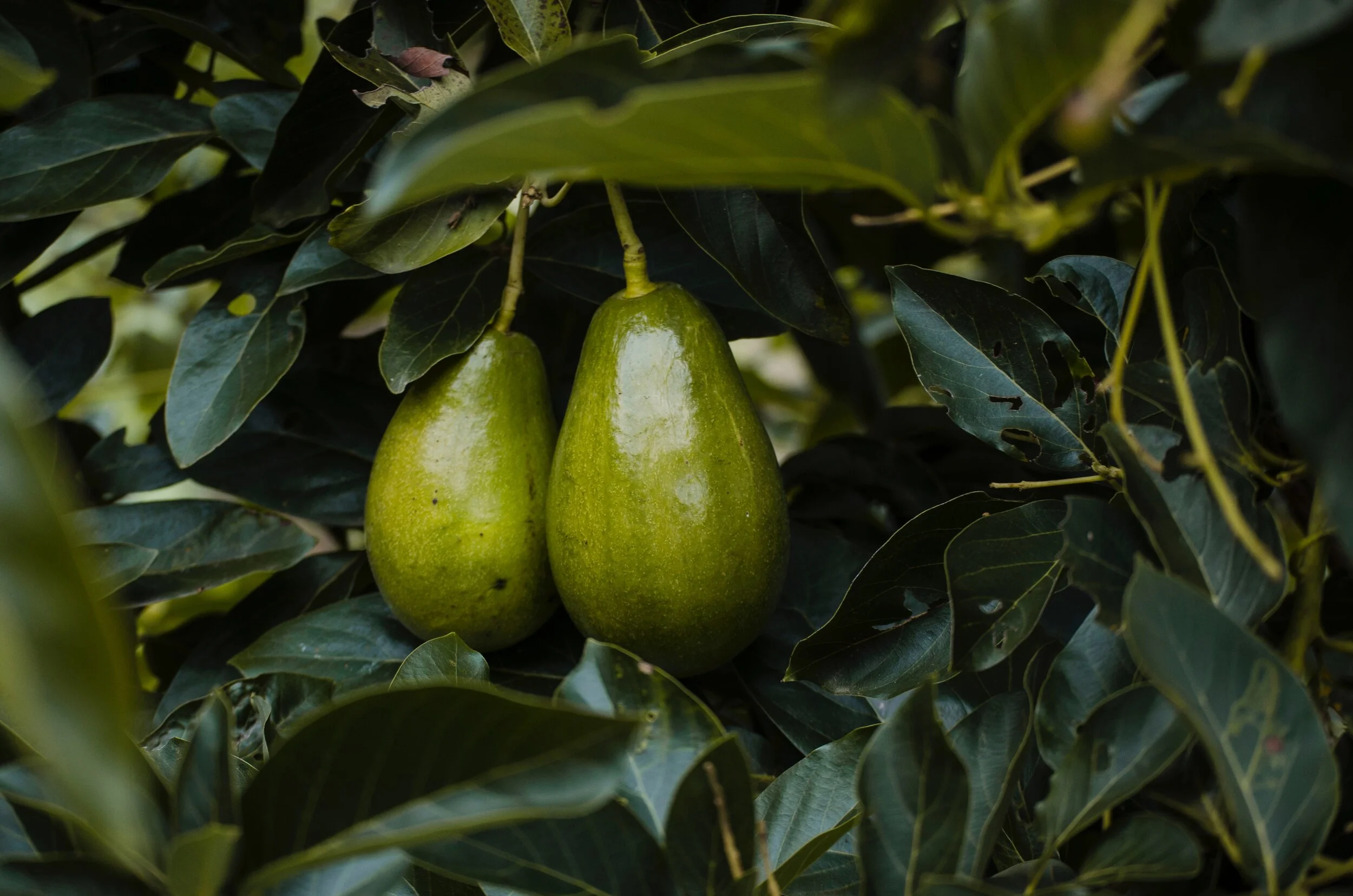 aguacates-avocado-avocados-1261994.jpg