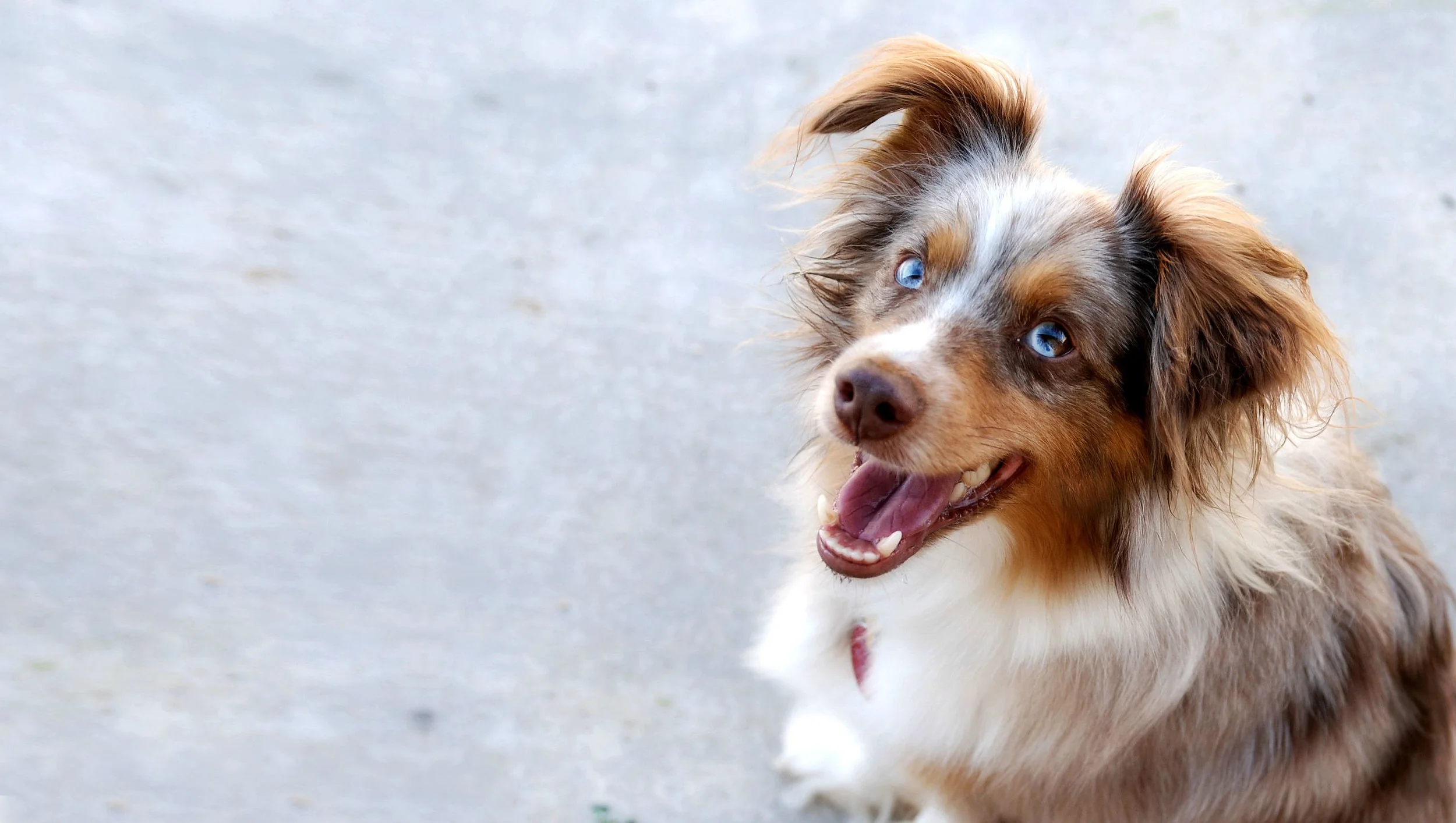 Red-Merle-Miniature-Australian-Shepherd_v2.jpg