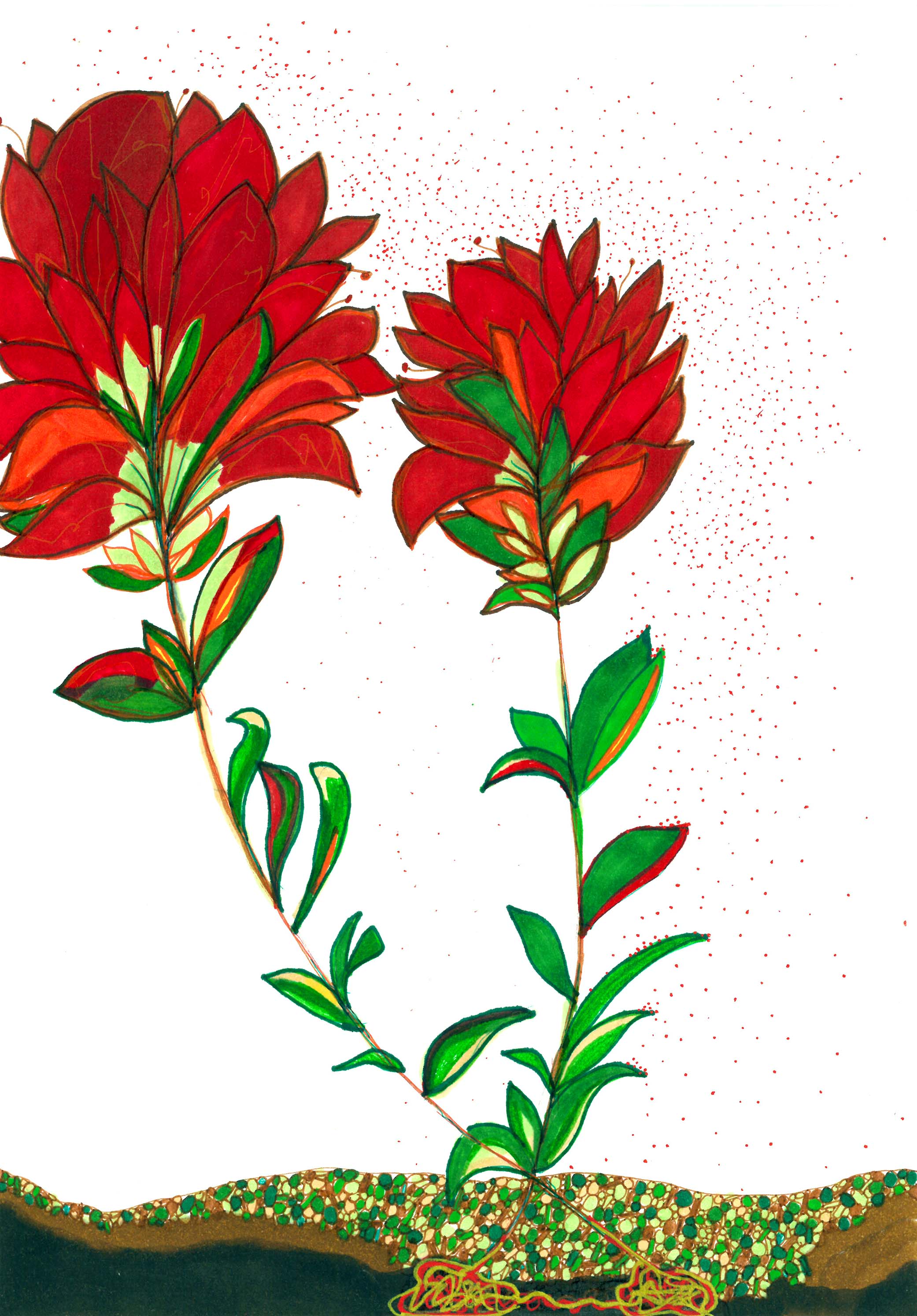 Indian Paintbrush