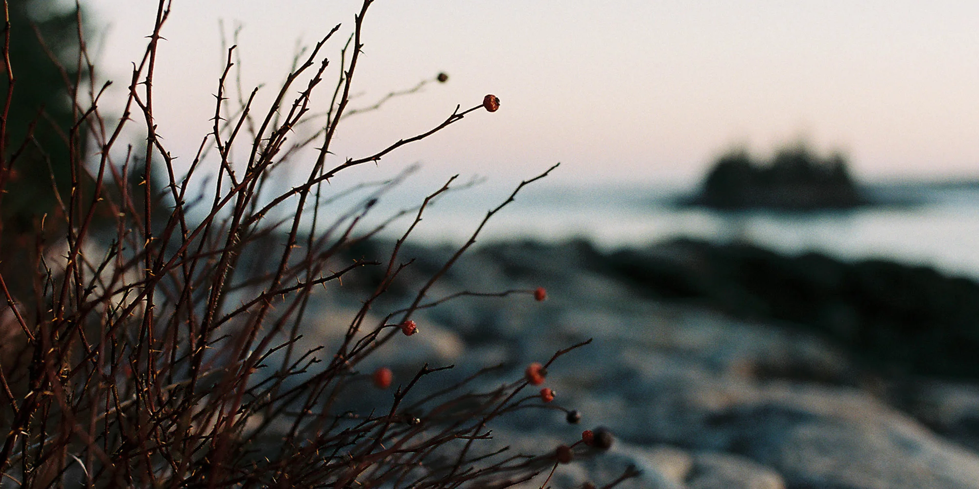 SiloDistillery_ReserveGin-Header.jpg