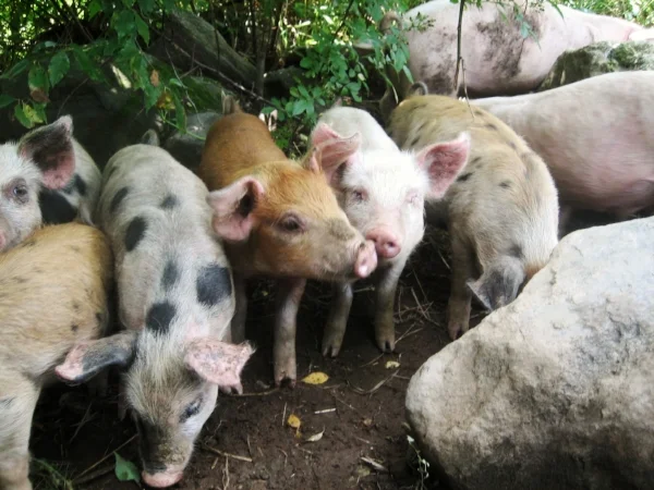 SpringMore Farm in Baltimore, Vermont 