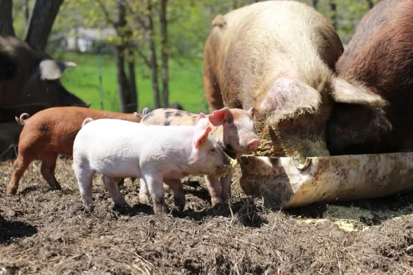 SILO's Non-GMO spent grains get sent to SpringMore Farm to help feed their pigs. 